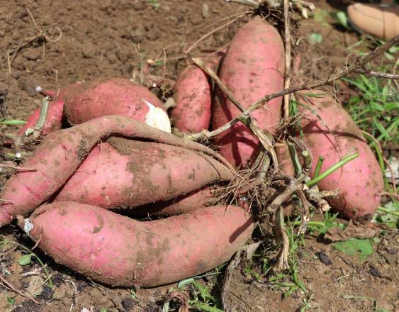 FOTO IDIAP | Camotes recien cosechados en un campo donde los cultivan.