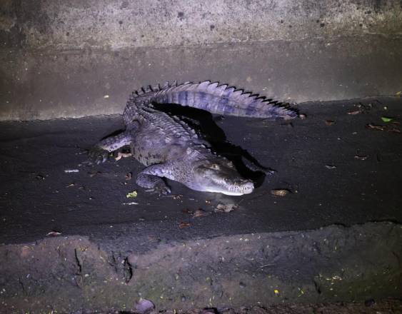 MiAmbiente intensifica monitoreo de cocodrilos en la capital