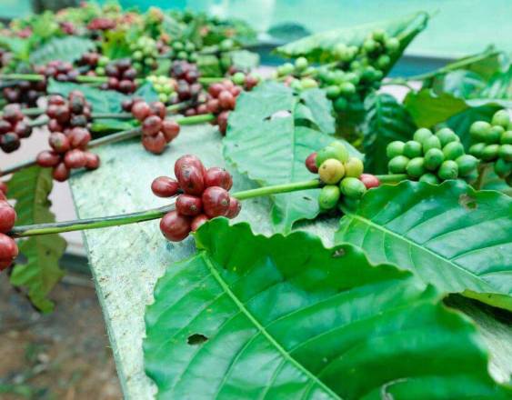 ML | Productores de Capira celebran el inicio de la zafra del café 2026.
