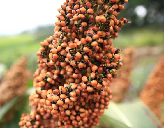 PIXABAY | Granos de sorgo.