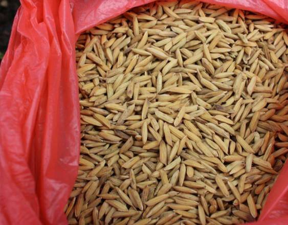 Gobierno autoriza la importación de 786 mil quintales de arroz en cáscara tras los efectos de “El Niño”