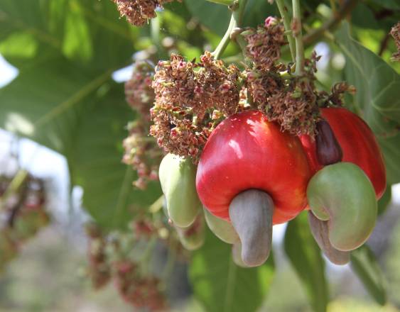 ML | Marañón en un árbol.