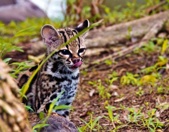 Eduardo Estrada | Un pequeño ocelote en la selva panameña.