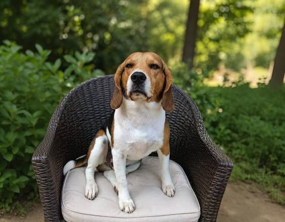 Un perro Beagle sobre una silla.