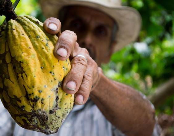 PEXELS | Una persona cosechando un fruto de cacao.
