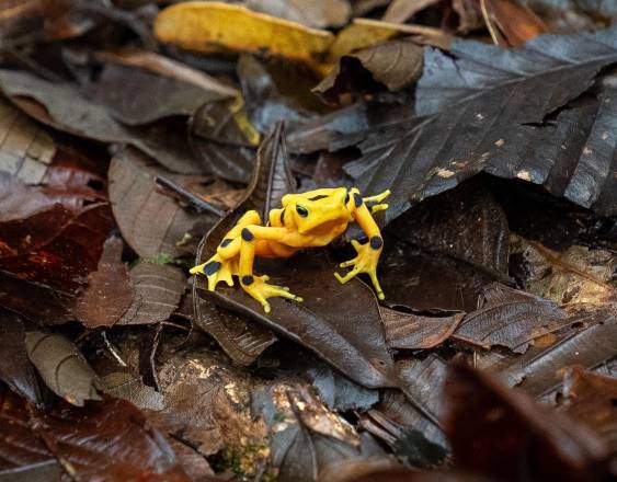 Ana Endara | Rana dorada panameña (Atelopus zeteki) recientemente liberada en su hábitat natural por el Proyecto de Rescate y Conservación de Anfibios de Panamá (PARC).