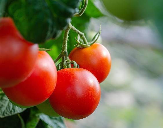 Producción de tomate supera los 132 mil quintales al año