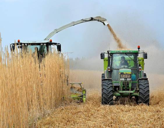 ML | Un tractor recolectando granos que durante un proceso se convertirán en bioetanol.
