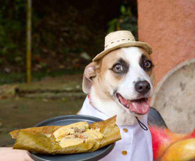 ML | Un perro con atuendo típico listo para degustar un tamal.