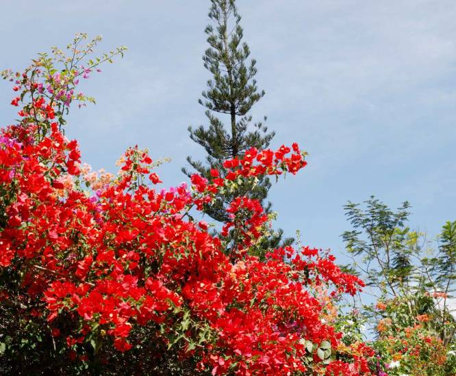 Árboles florales, un atractivo de las calles en la ciudad capital