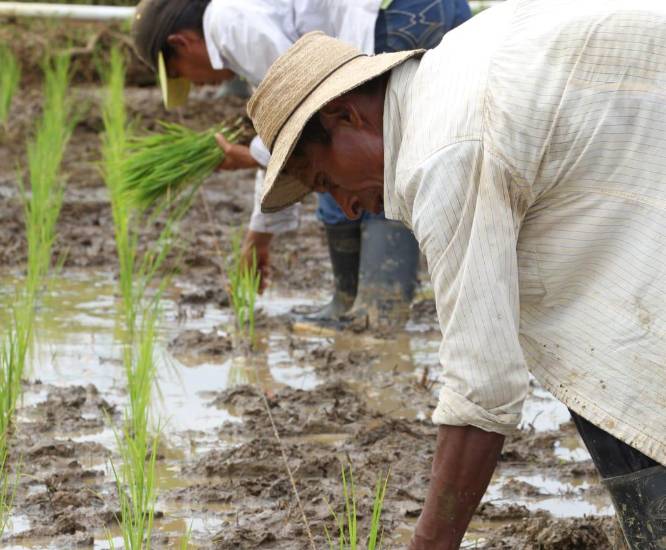 BDA cumple 53 años enfocado en su transformación y financiamiento a pequeños productores