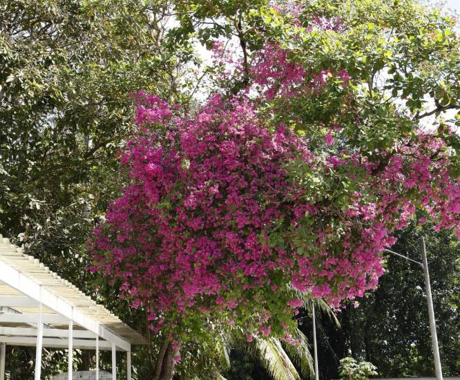 Árboles florales, un atractivo de las calles en la ciudad capital