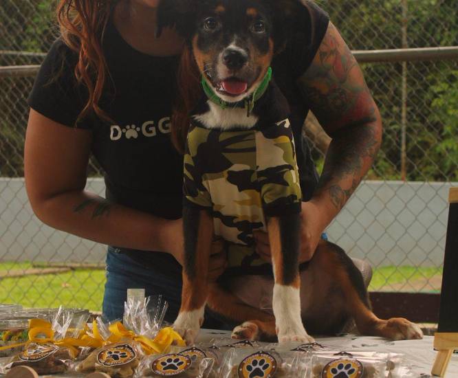 Snacks para mascotas, emprendimiento que promueve la alimentación saludable