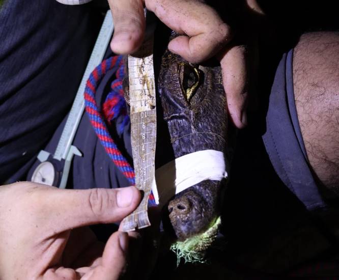 MiAmbiente intensifica monitoreo de cocodrilos en la capital
