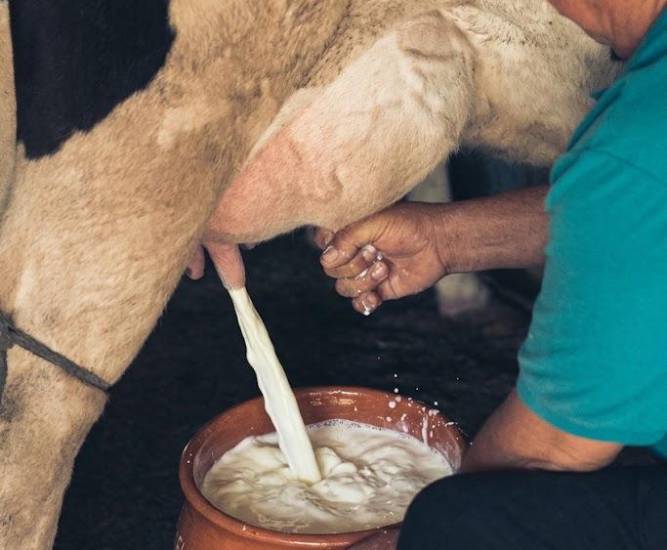 El Niño, acceso a los mercados y financiamiento: retos de los ganaderos
