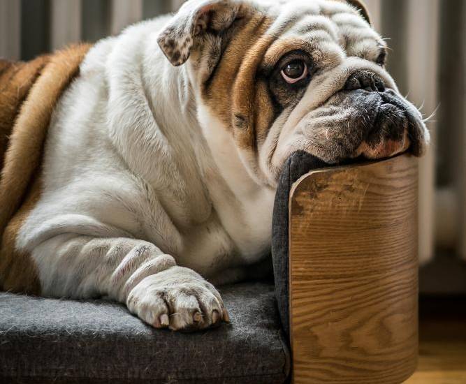 Unsplash | Un perro de raza bulldog inglés, que es propensa a ectropión (párpado que se desplaza hacia el exterior) y queratoconjuntivitis.