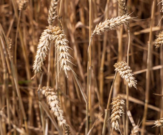 El gluten y cómo identificar las reacciones del organismo