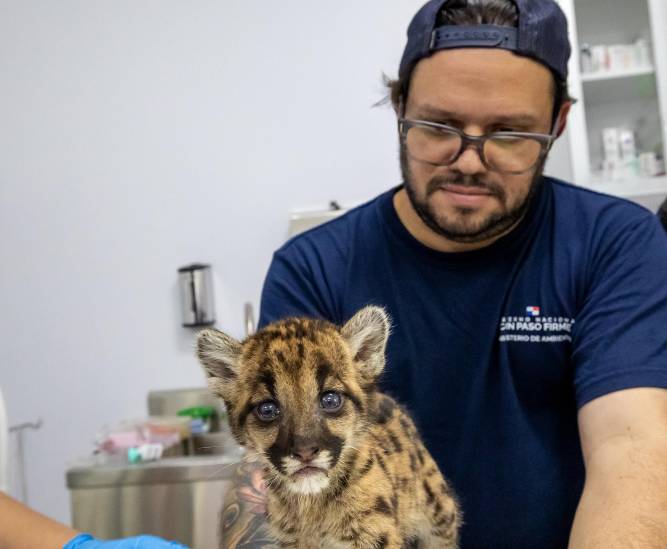 Clínica de fauna silvestre brinda a atención a loros, muletos y pumas