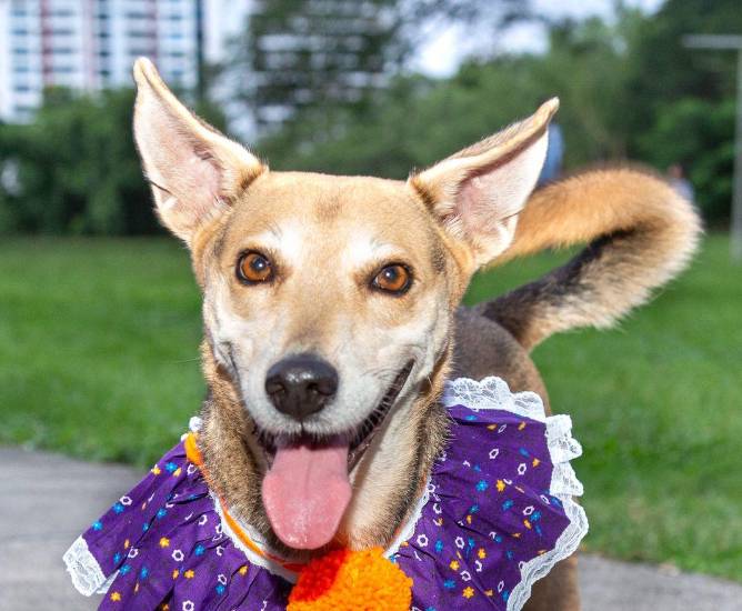 Cortesía | Una perrita luciendo una bandana de pollera.