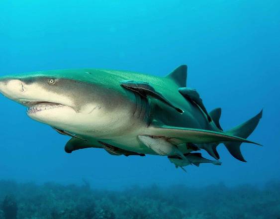COIBA AIP | Un ejemplar de tiburón limón.