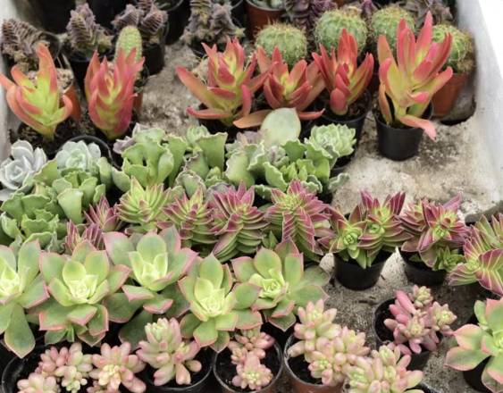 EUROPA PRESS | Plantas.
