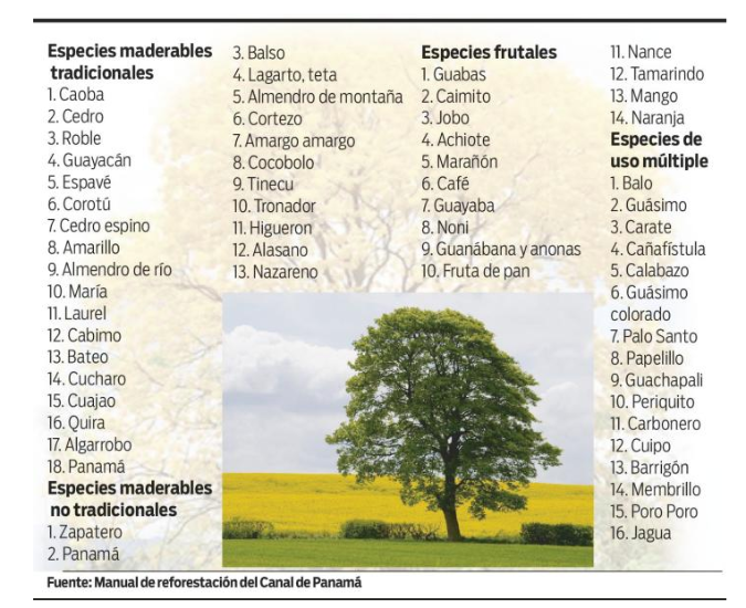 $!Los árboles que protegen las riberas de afluentes