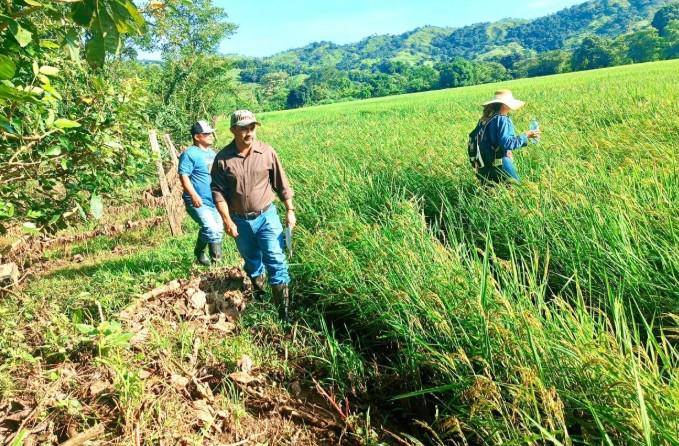 El agro: base de la economía en Mariato