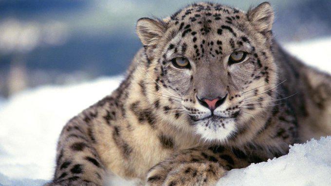 Autoridades de Afganistán capturan un raro ejemplar de leopardo de las nieves después de que matara ganado