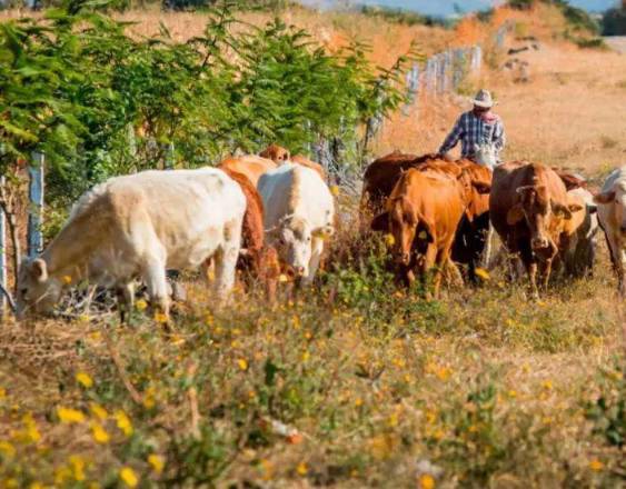 COPEG | Un ganadero vigila las vacas que mantiene en su finca para verificar sus condiciones.
