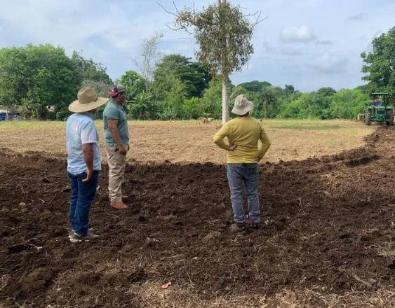 MIDA | tres productores en una zona de siembra y cosecha.