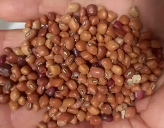 APACH analiza medidas para asegurar la comercialización del frijol