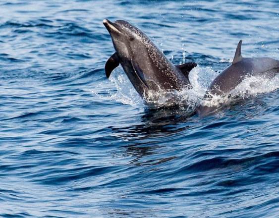 Cortesía | Delfines en el mar.