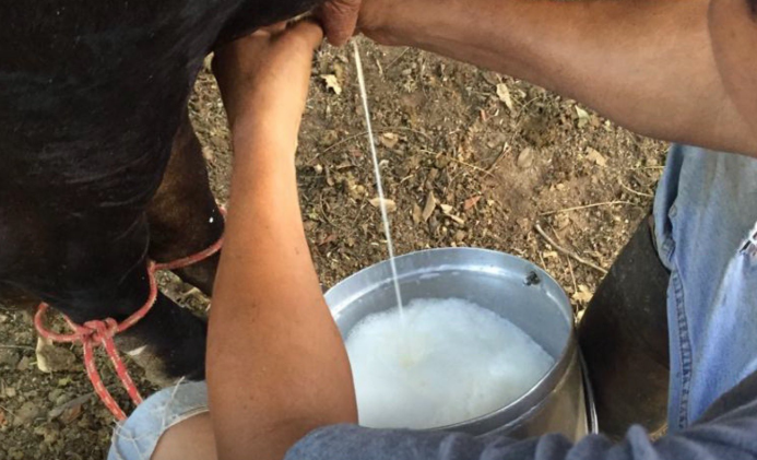 Leve baja en la producción de leche nacional, dicen productores