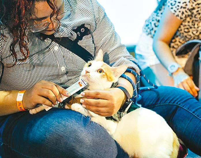 El Michi Fest busca ayudar a más de 500 gatos que están sin hogar
