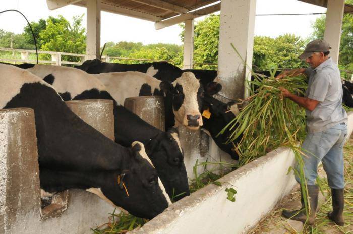 Insumos, TPC y empleos, retos para el sector ganadero