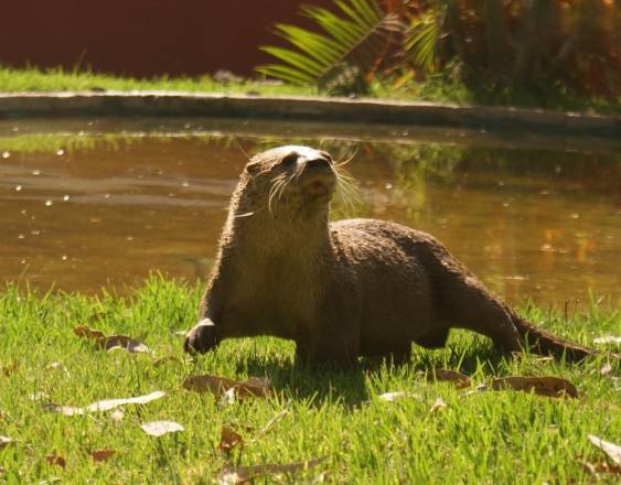 Hernández-Romero | La Nutria Mesoamericana (Lontra annectens) es estudiada en Panamá.