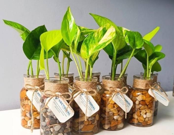 Hidroterrarios, emprendimiento creativo con recuerdos que florecen en el agua