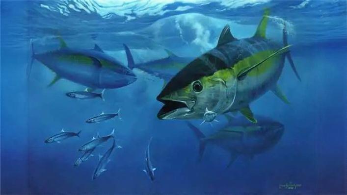 Cortesía | Pesces Atún aleta amarilla.