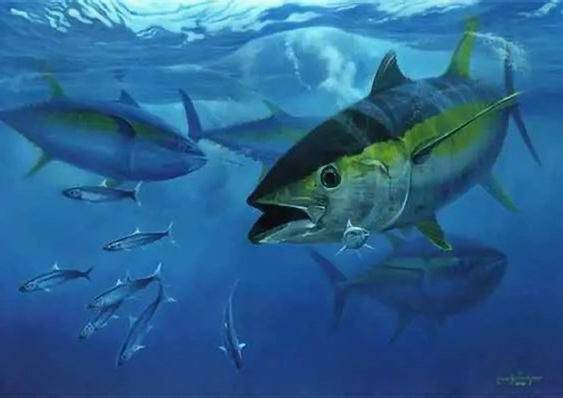 Cortesía | Pesces Atún aleta amarilla.