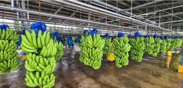 Reactivación de Chiquita Banana genera expectativas de empleos en Bocas del Toro