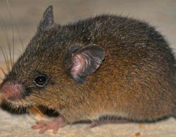 El pequeño roedor es de color pardo, cuerpo esbelto y cola larga.