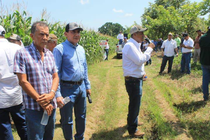 MIDA presenta maíz híbrido Pioneer P3898 en Los Santos