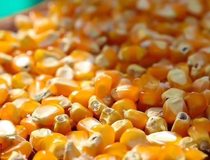 Valderrama firma resolución para garantizar la comercialización de 367 mil quintales de excedente de maíz
