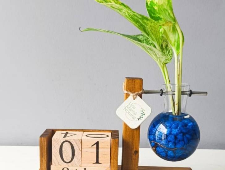 Hidroterrarios, emprendimiento creativo con recuerdos que florecen en el agua