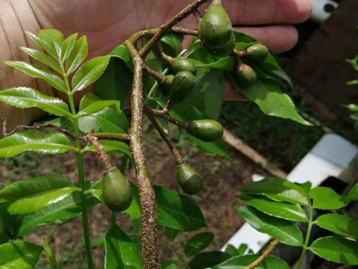Plantas frutales injertadas, emprendimiento que impulsa la agricultura orgánica local