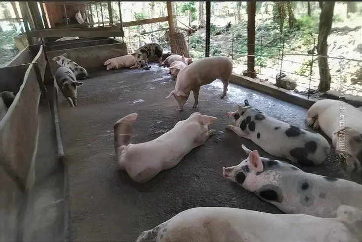 MiAmbiente detecta deficiencias ambientales en granjas porcinas de Bocas del Toro