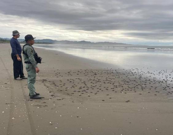 ML | Liberan a las tortugas.