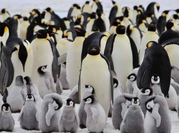El deshielo precoz de la Antártida diezma a los pingüinos emperador