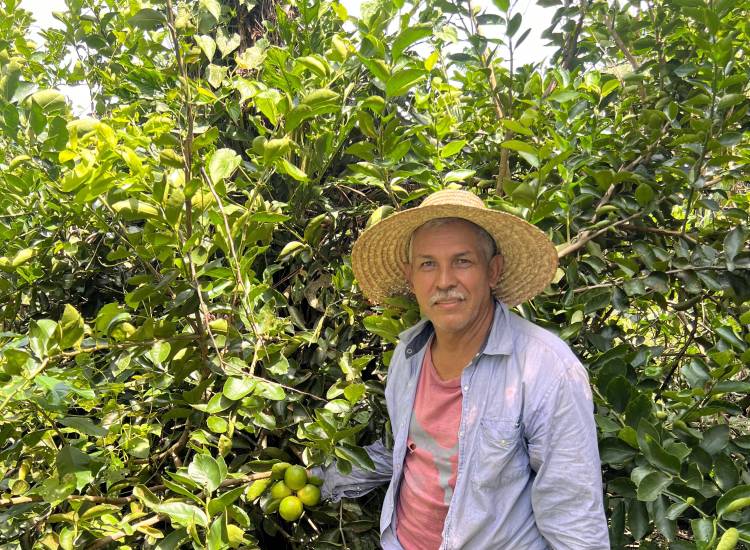 Producción de mango supera los 6 mil quintales al año