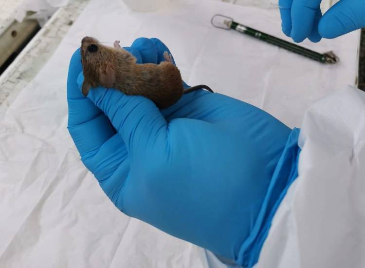 Minsa informa de una defunción asociada a hantavirus en paciente procedente de Herrera